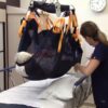 medcare repositioning sling turning raised patient video handicare 600x600 video
